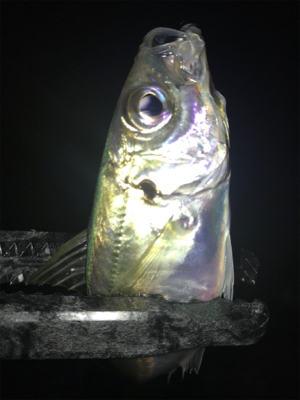 連夜のアジング