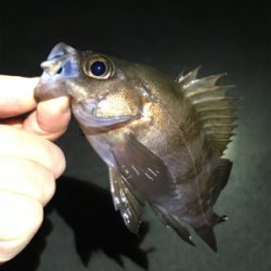 明石のメバルいい感じ