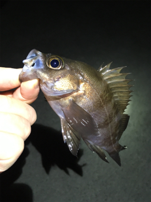 明石のメバルいい感じ