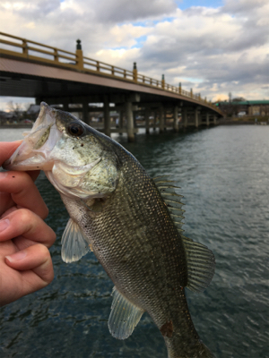 瀬田川ランガン