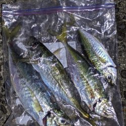 真夜中のアジング