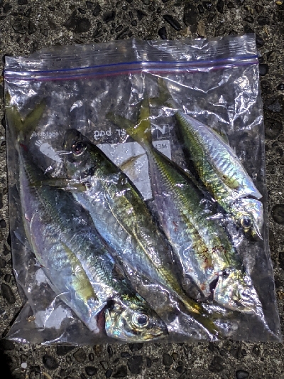 真夜中のアジング