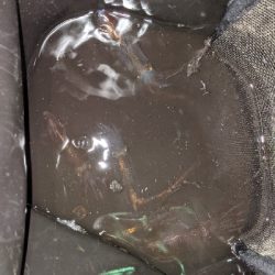 ヒイカとカマス