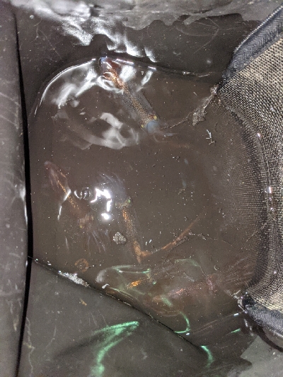 ヒイカとカマス