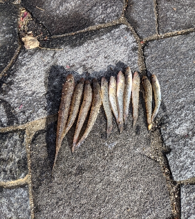 ハゼメバル釣りました