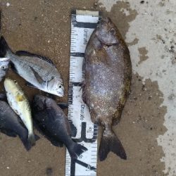 11/8釣果タチウオ14本グレ14枚チヌ10枚アイゴサバデカアジ