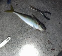 11/15釣果尺アジ連れました！