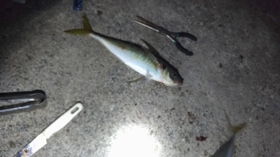 11/15釣果尺アジ連れました！