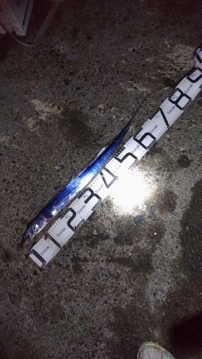 11/22釣果尺アジ小アジめちゃくちゃ釣れました!