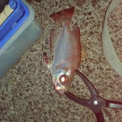 11/29釣果尺アジヘダイアオリイカ