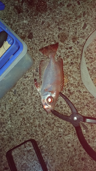 11/29釣果尺アジヘダイアオリイカ