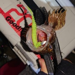 ジグ単アジング