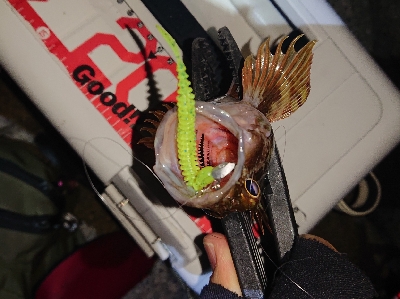 ジグ単アジング