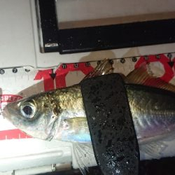 寒くなって厳しくなった