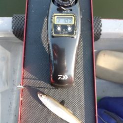 気温暑く釣果寒い