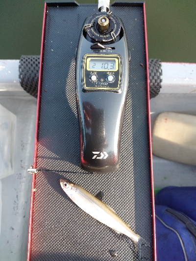 気温暑く釣果寒い