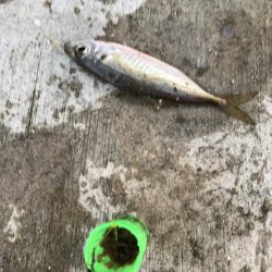 サビキも厳しくなってきました