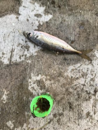 サビキも厳しくなってきました