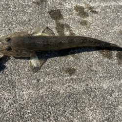 マイクロテンヤ