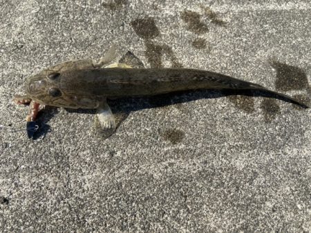 マイクロテンヤ