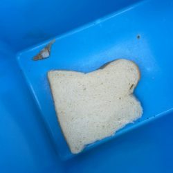 初パンプカ釣り