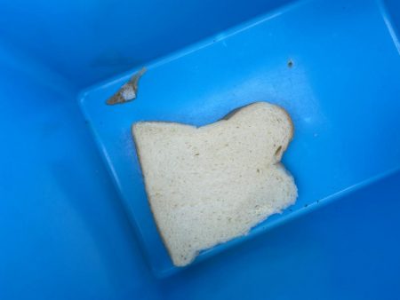 初パンプカ釣り