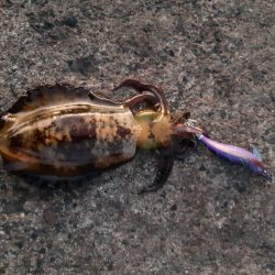 イカの気持ち６ 第１部