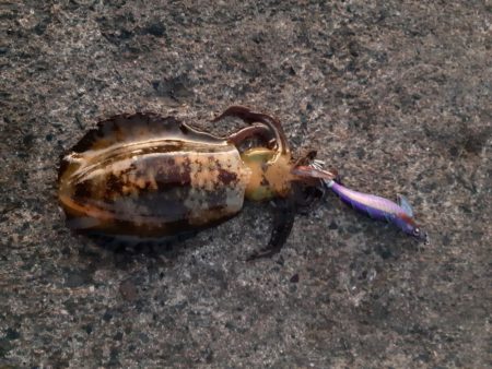 イカの気持ち６ 第１部