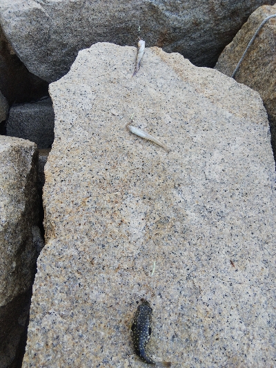 室津のキス釣り