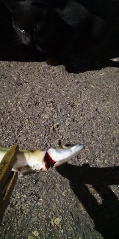 アジング練習 207