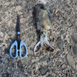 夜から翌日の昼釣行