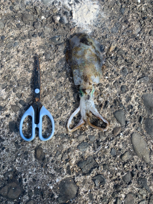 夜から翌日の昼釣行