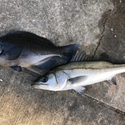 朝からグレが釣れました