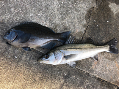 朝からグレが釣れました