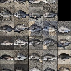 イチノ兄弟、釣果！