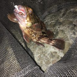 青物ボウズ、太刀魚ボウズ、アジ!メバル!ガシラ!、