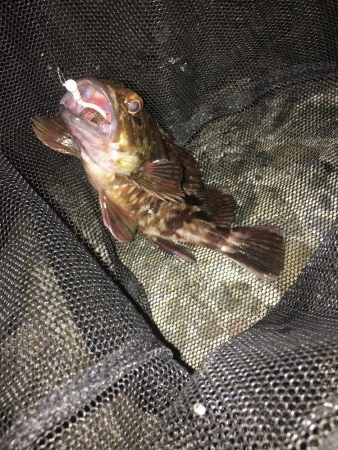 青物ボウズ、太刀魚ボウズ、アジ!メバル!ガシラ!、