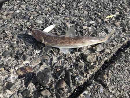 自作ジクの実験