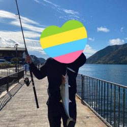 親海公園サゴシ