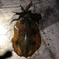 2020佐渡ヶ島エギング 45回目