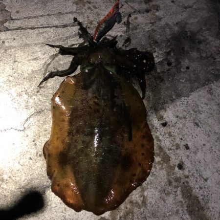 2020佐渡ヶ島エギング 45回目