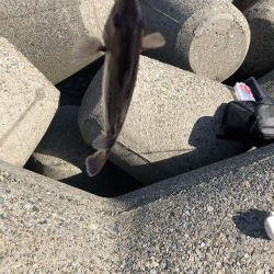 エギングと穴釣り