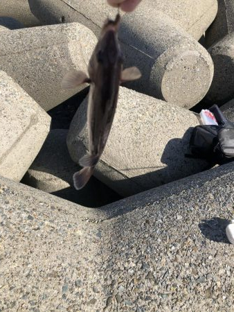 エギングと穴釣り