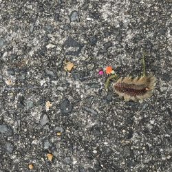 うみけむしの乱