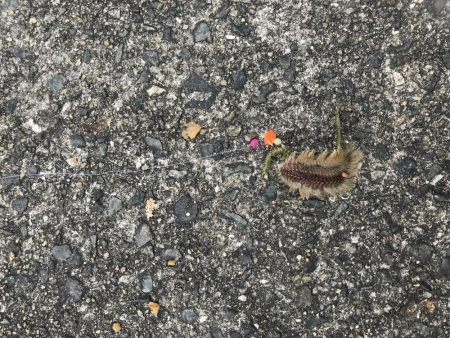 うみけむしの乱