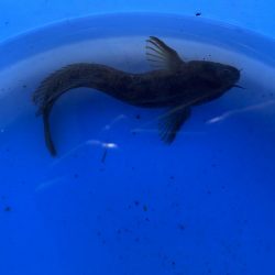 投げ釣りから穴釣りに変更