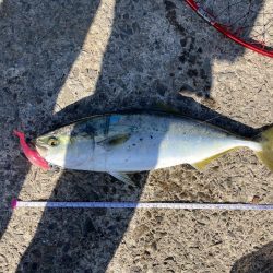 大阪湾いい感じ!