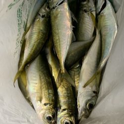 無風のアジング釣行