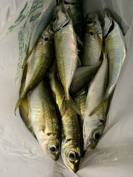 無風のアジング釣行