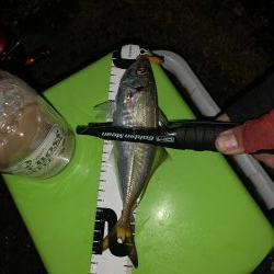 アジング→就寝→ショアジギ